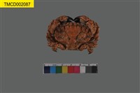 藏品(肉球皺蟹)的圖片